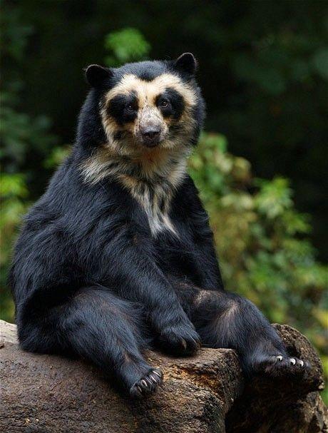 Oso 1