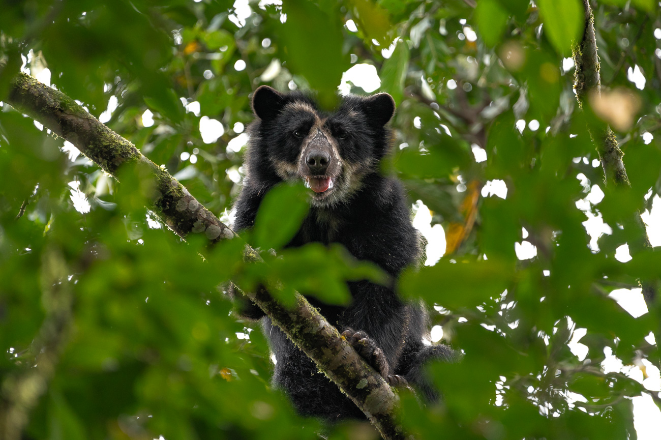 Oso 2
