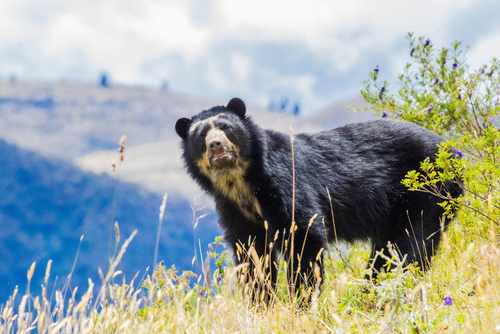 Oso 3