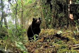 Oso 5