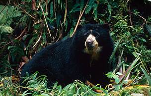 Oso 6