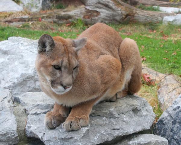 Oso 3